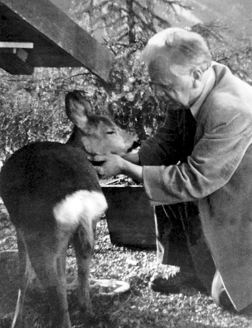 15-Philipp-Harth-Rehe-Terrasse-Deer